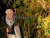 116 A    American Kestrel Falcon