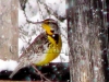 122A Mountain Meadowlark in a Storm