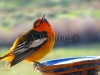 137 A    Bullock Oriole