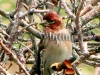 151 A    Mountain Cardinal