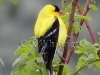 358A American Goldfinch