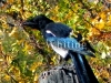 43A   Magpie