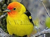 556A Western Tanager