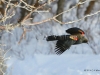 604A Red Wing Blackbird on the Fly