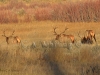 286A Beautiful Bull Elk