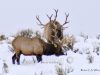 471A Monster Elk