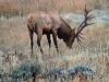 496A Elk Browsing