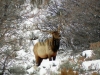 67 A    Winter Elk