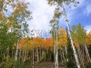 Aspens in Fall  418A